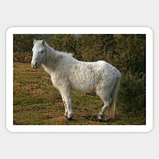 Forest Pony Sticker